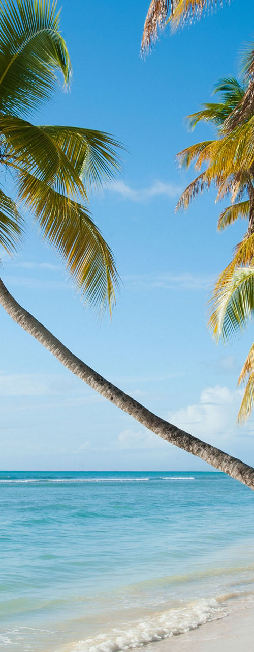 Tropical beach with palm trees and clear water
