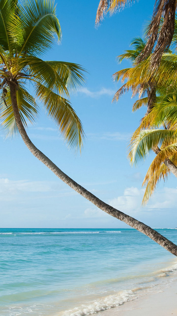 Tropical beach with palm trees and clear water