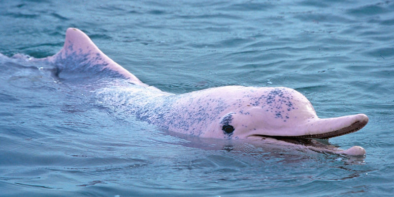 Pink dolphin swimming in clear water