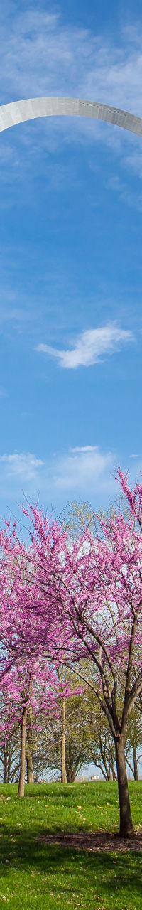 St. Louis Gateway Arch with blooming trees