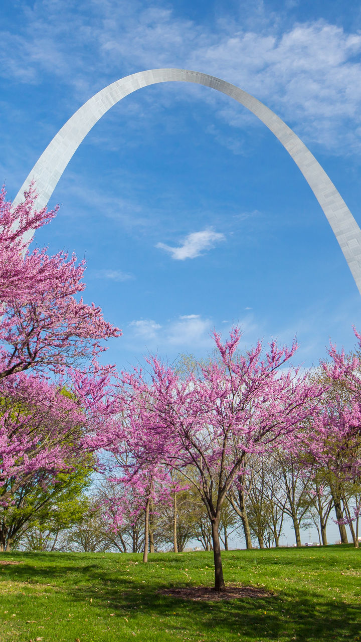St. Louis Gateway Arch with blooming trees