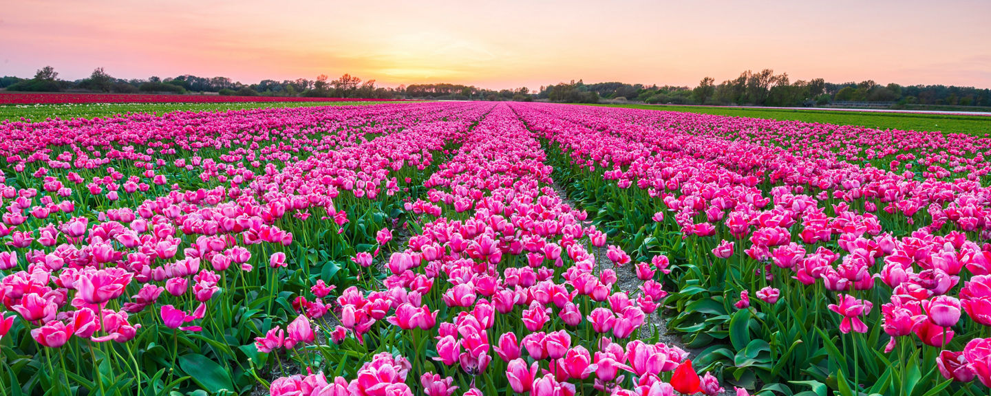Vibrant pink tulip field at sunrise