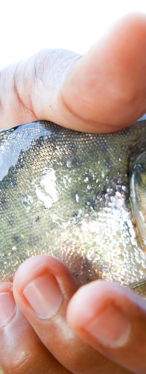 Hand holding a small silver fish