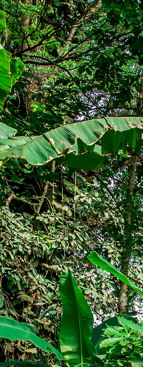 Lush tropical banana trees in jungle