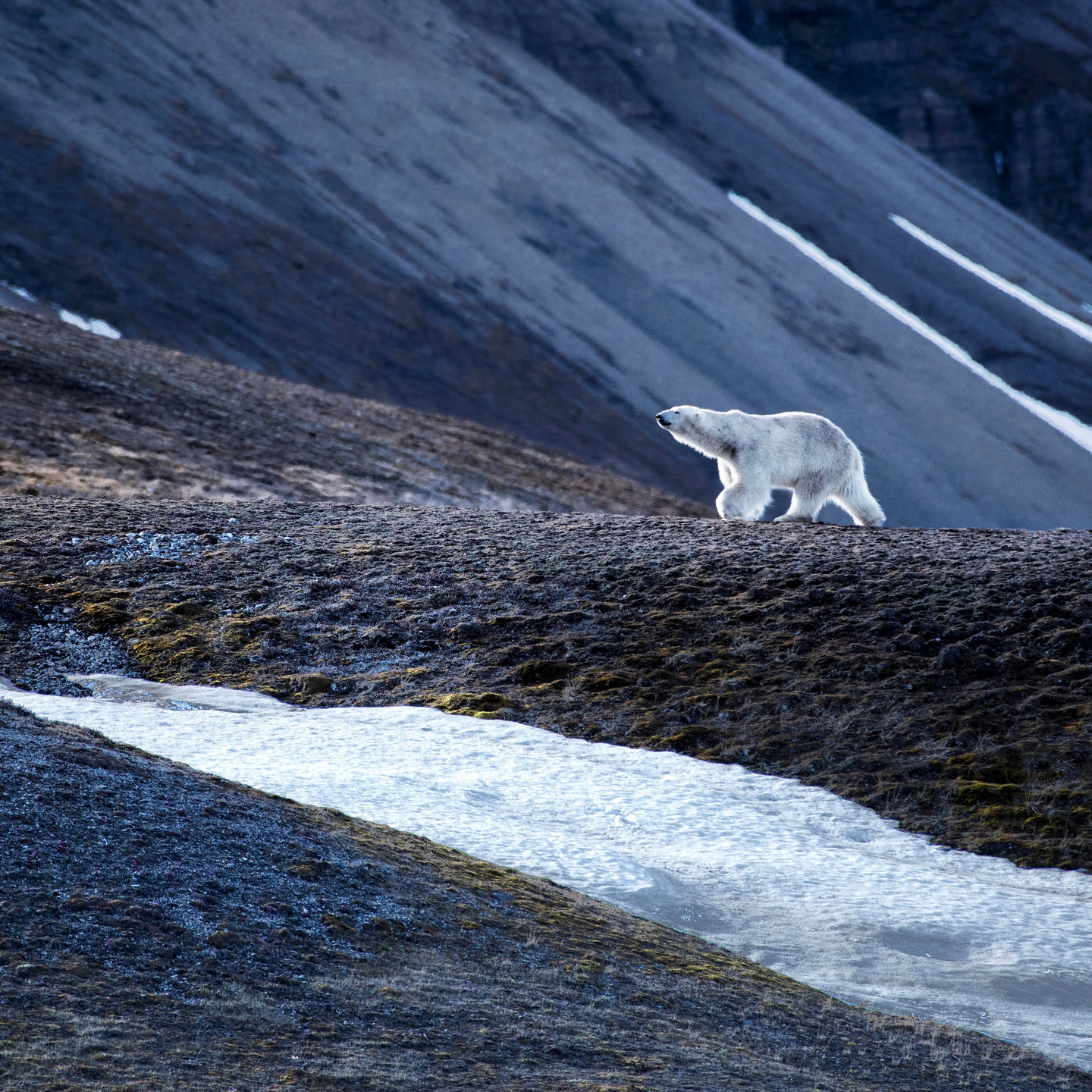 Polar bear walking across icy terrain
