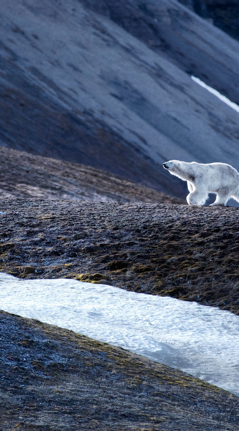 Polar bear walking across icy terrain