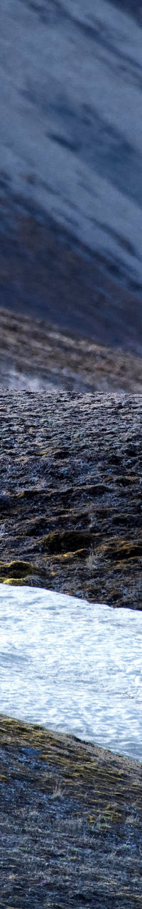 Polar bear walking across icy terrain