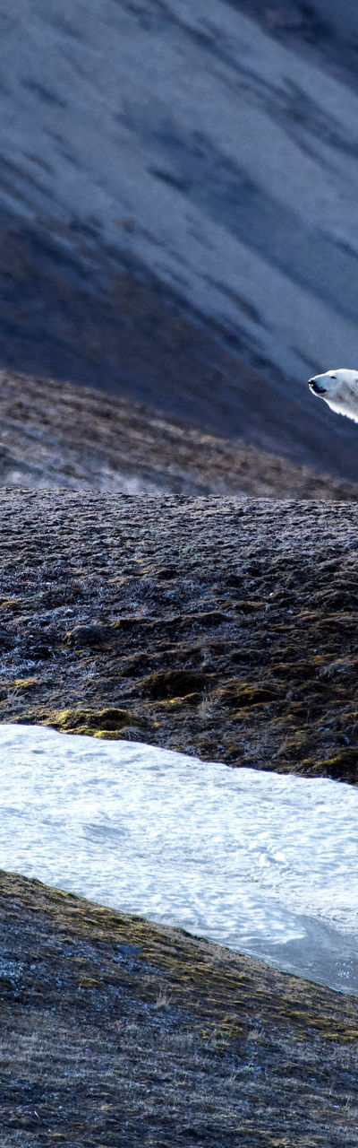 Polar bear walking across icy terrain