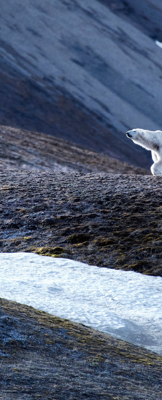 Polar bear walking across icy terrain