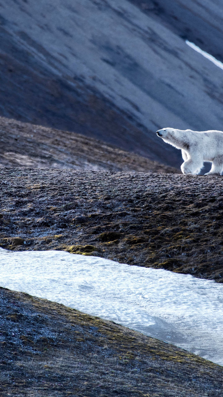 Polar bear walking across icy terrain