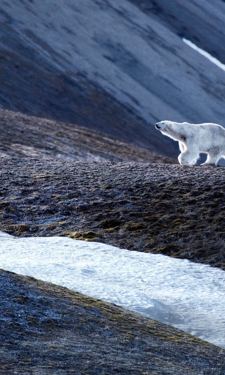 Polar bear walking across icy terrain