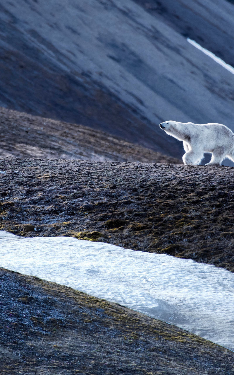 Polar bear walking across icy terrain