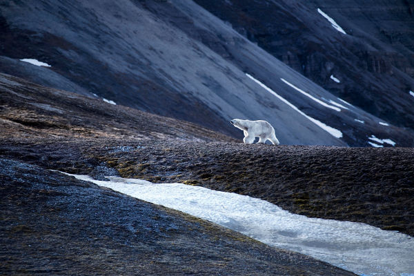 Polar bear walking across icy terrain