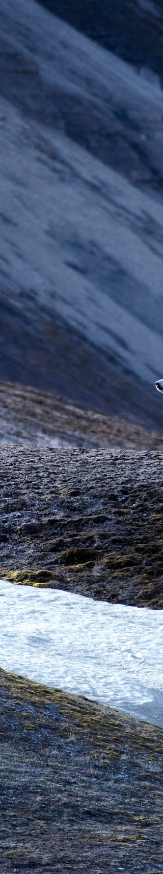 Polar bear walking across icy terrain