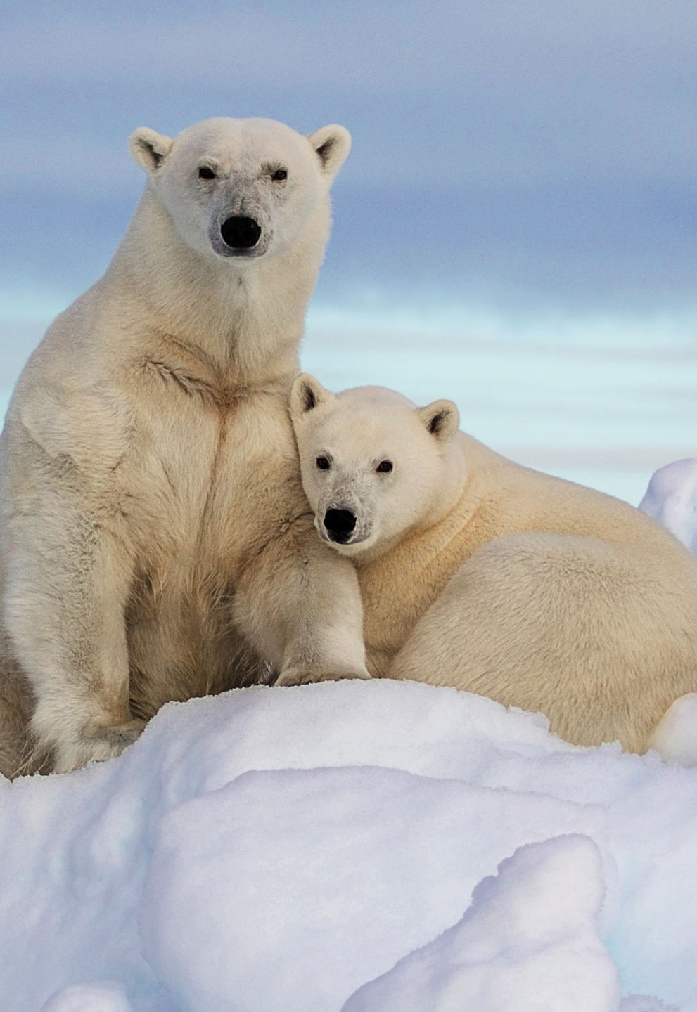 Polar bears resting on icy terrain