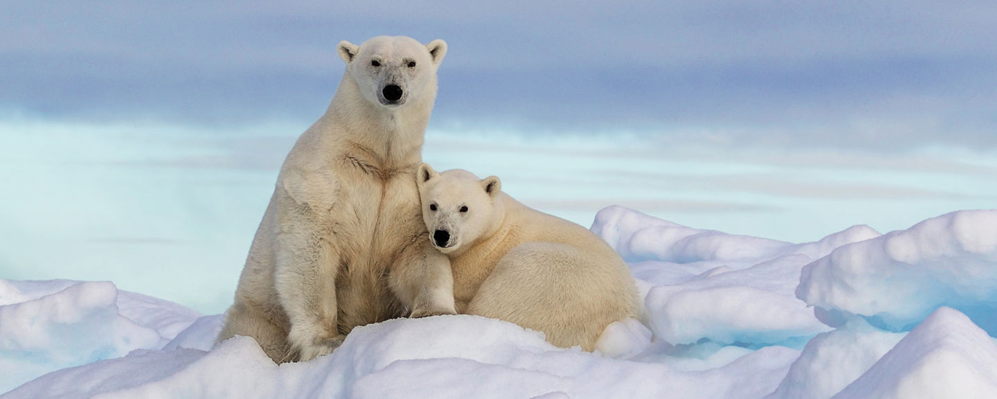 Polar bears resting on icy terrain