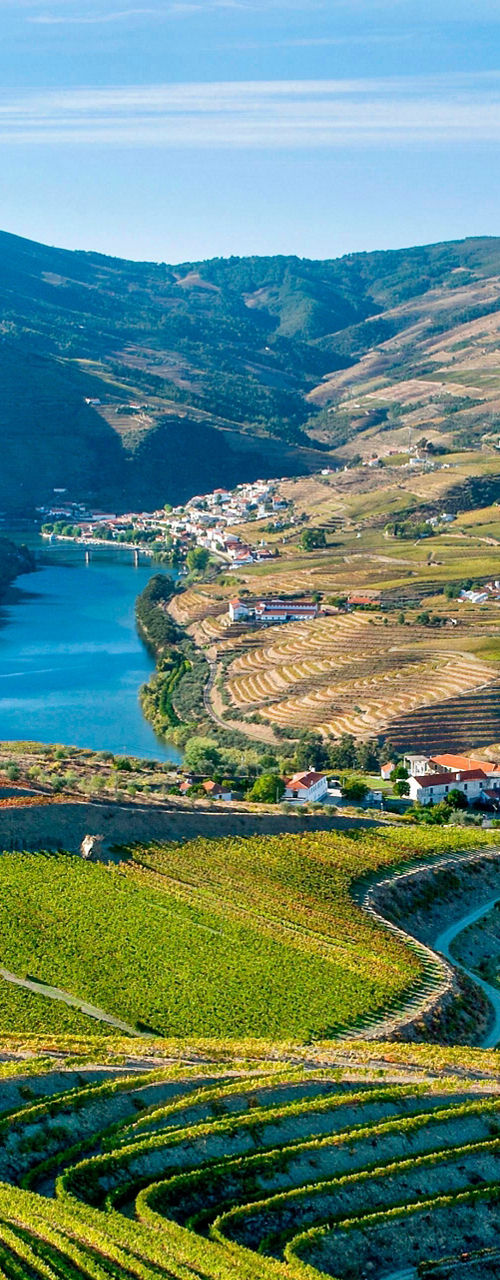 Scenic vineyard terraces overlooking a river valley