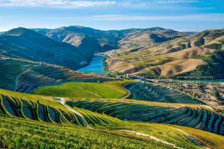 Scenic vineyard terraces overlooking a river valley