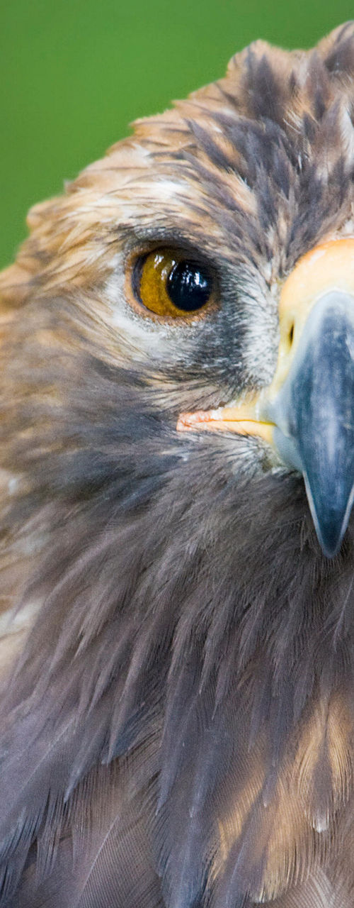 Close-up of a golden eagle in nature
