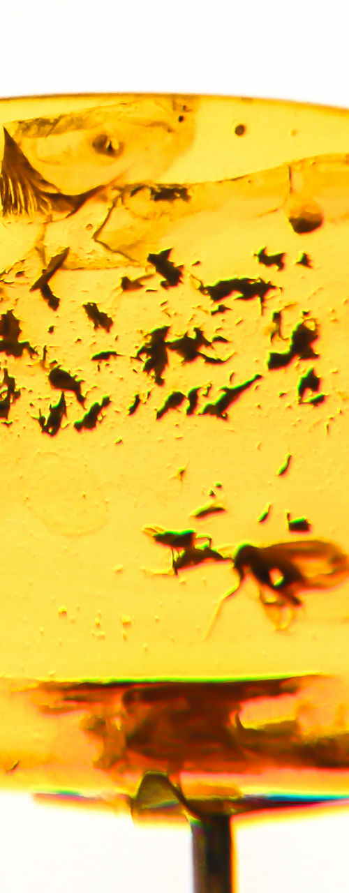 Close-up of amber with insect inclusions