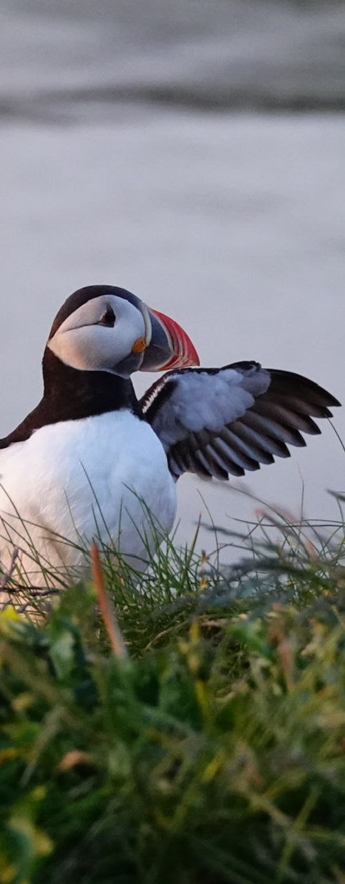 Atlantic puffin spreading wings on grassy cliff