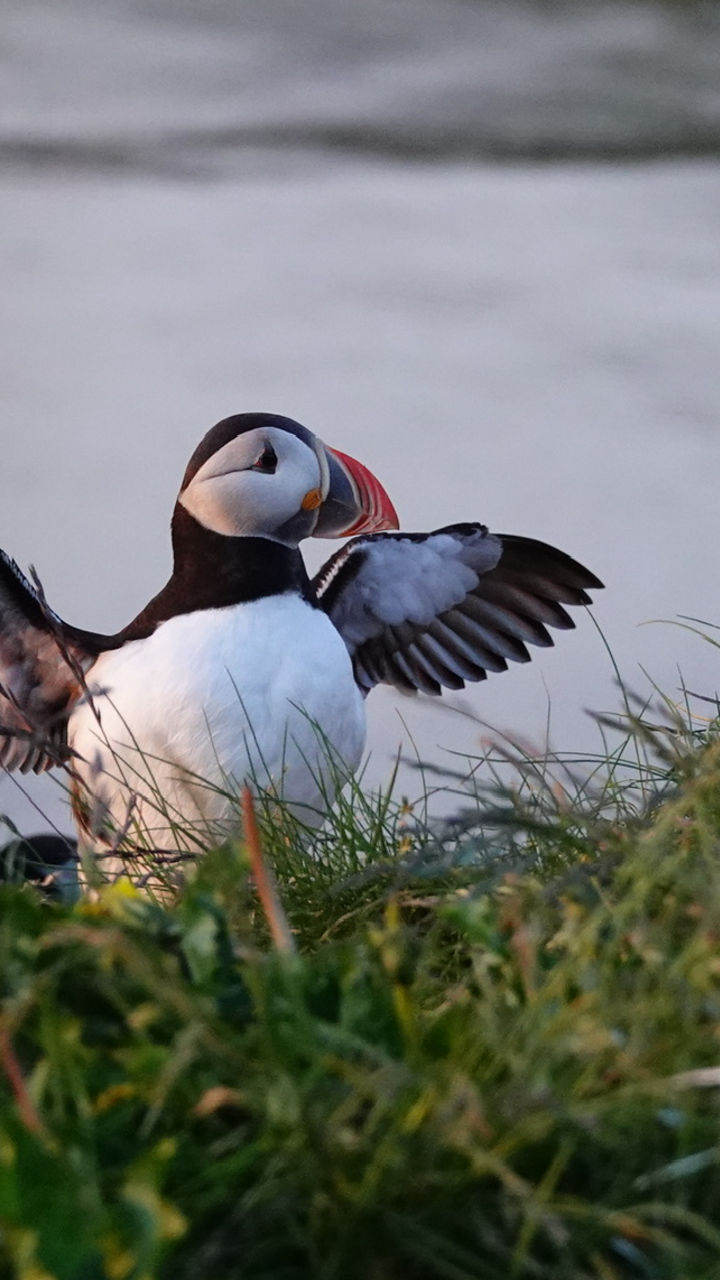 Puffin Safari by RIB