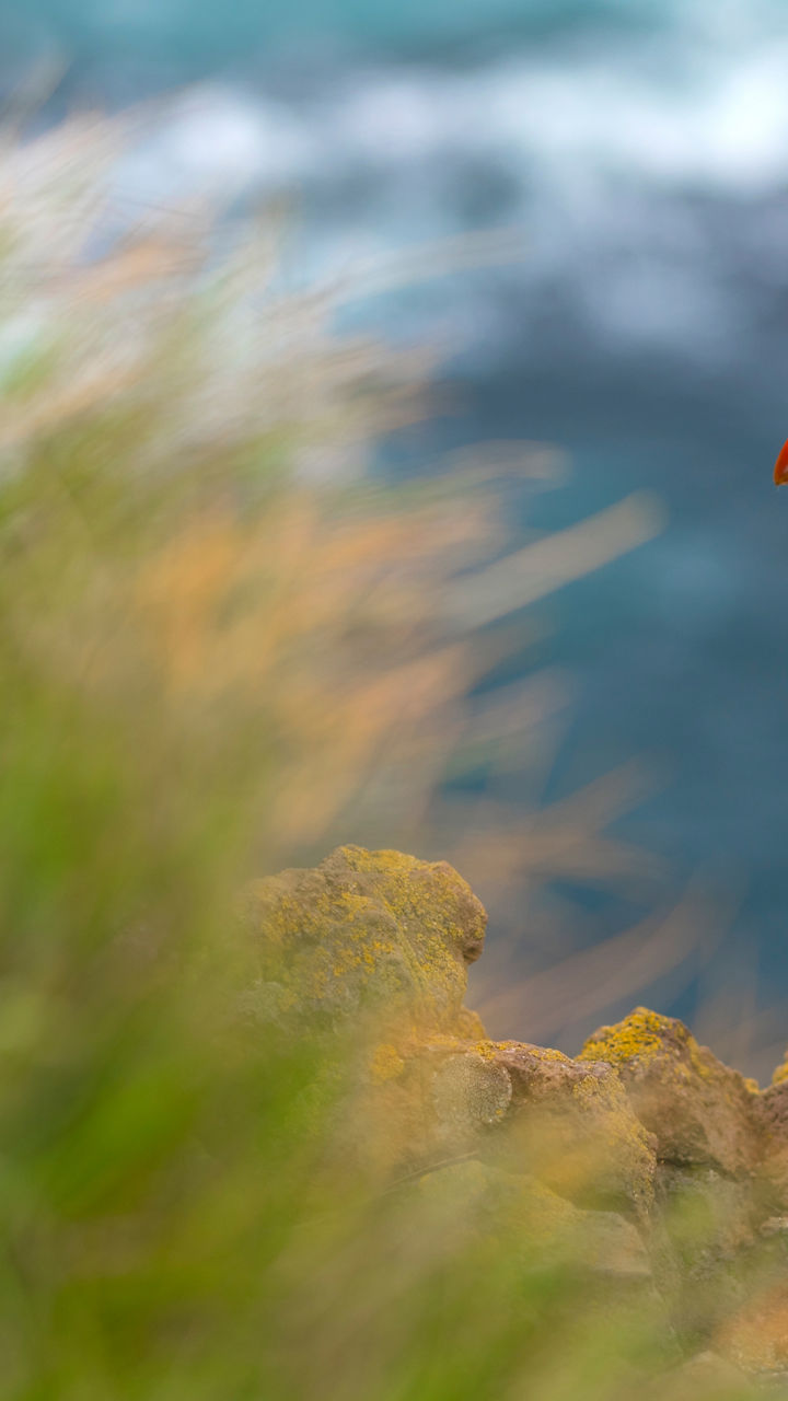 Atlantic puffin perched on coastal cliff