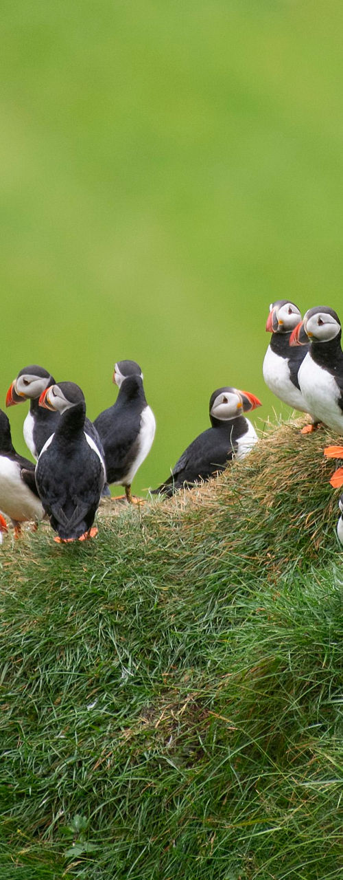 Group of puffins on grassy cliff