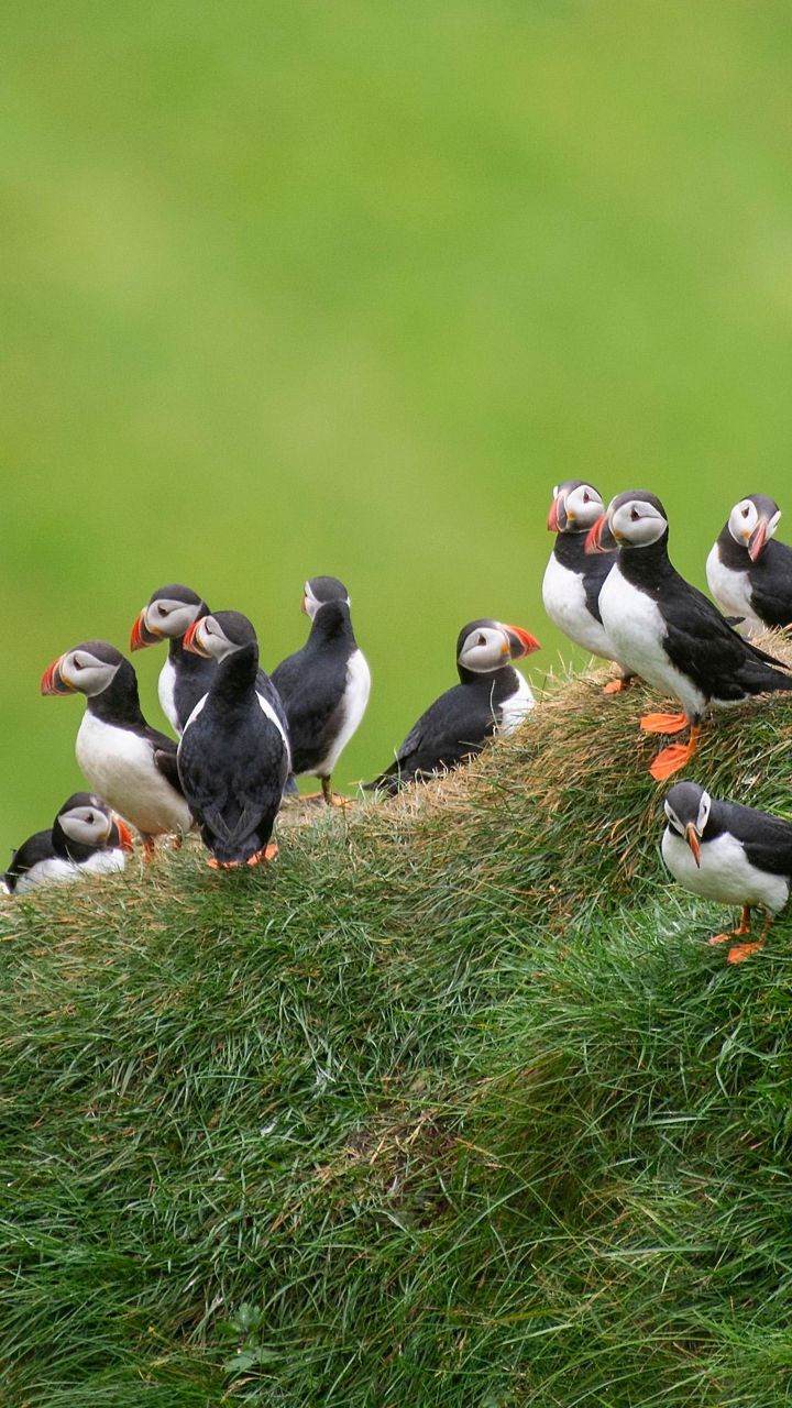 Puffin Colony by E-Scooter