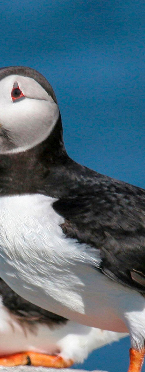 Two Atlantic puffins on rocky shore