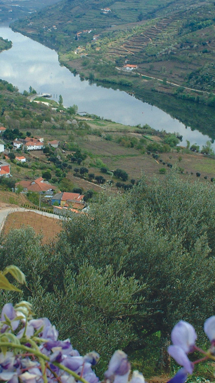 Scenic river valley with purple blossoms