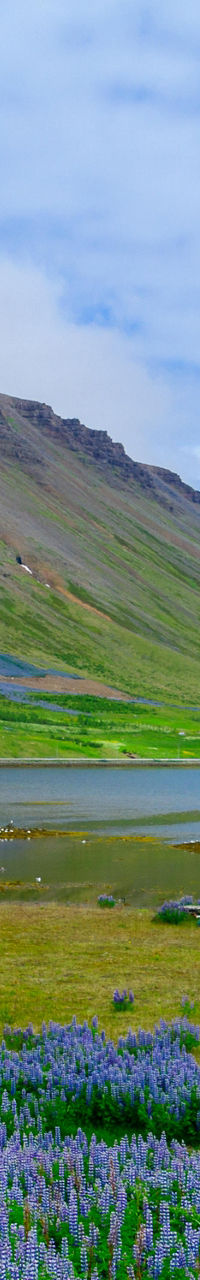 Scenic mountain lake with lupine flowers