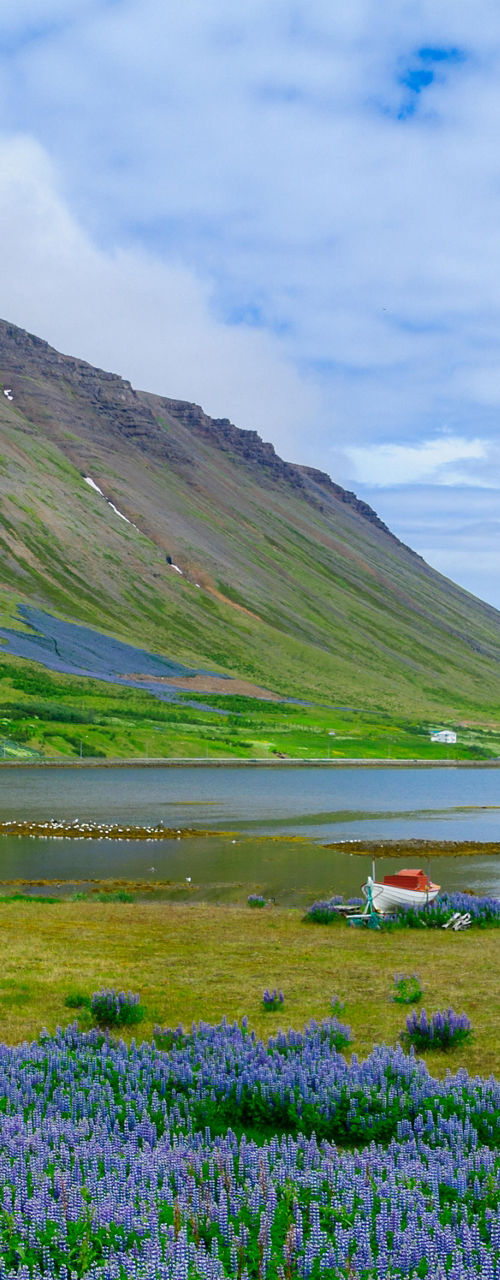 Scenic mountain lake with lupine flowers