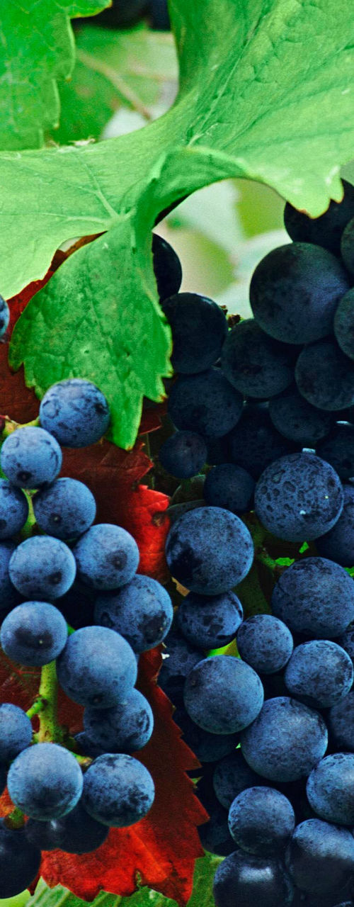 Cluster of ripe grapes on vibrant leaves