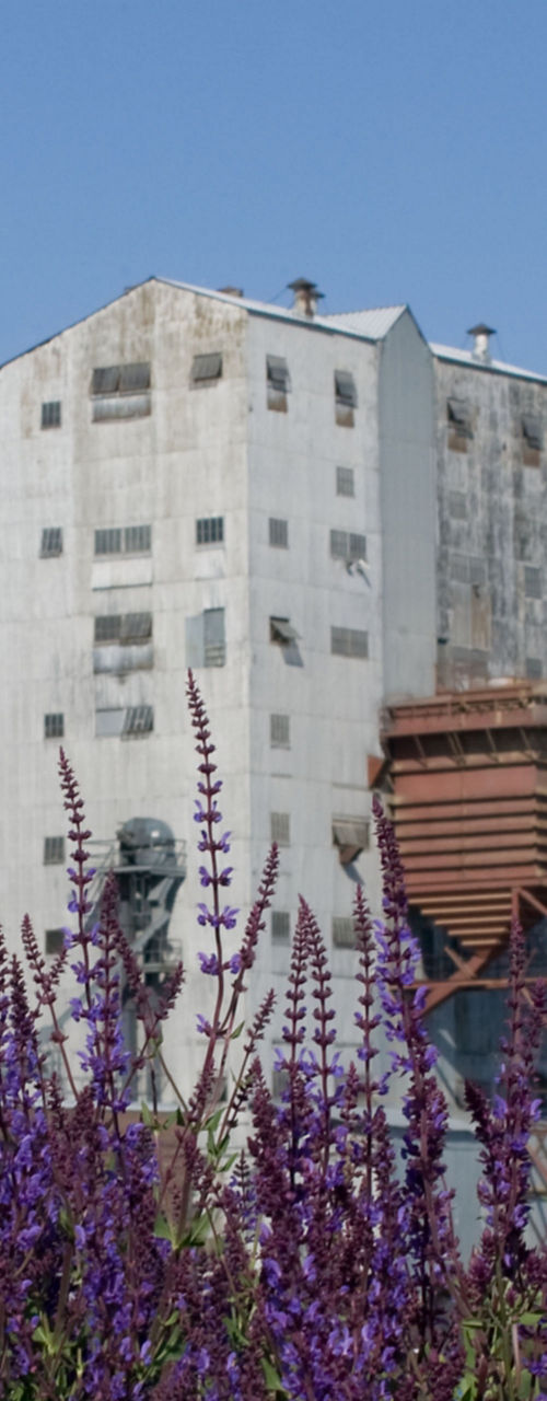Urban mural with purple flowers in foreground