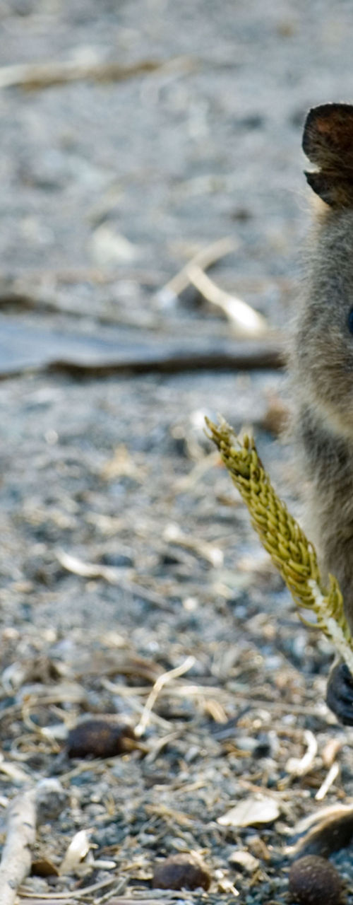Quokka holding plant in natural habitat