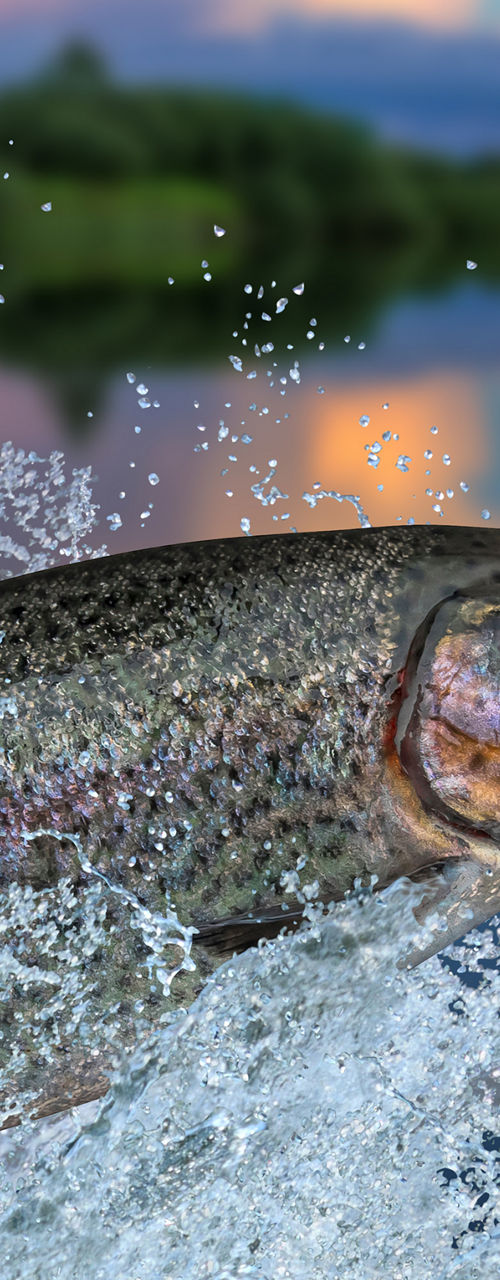 Jumping trout in serene lake at sunset