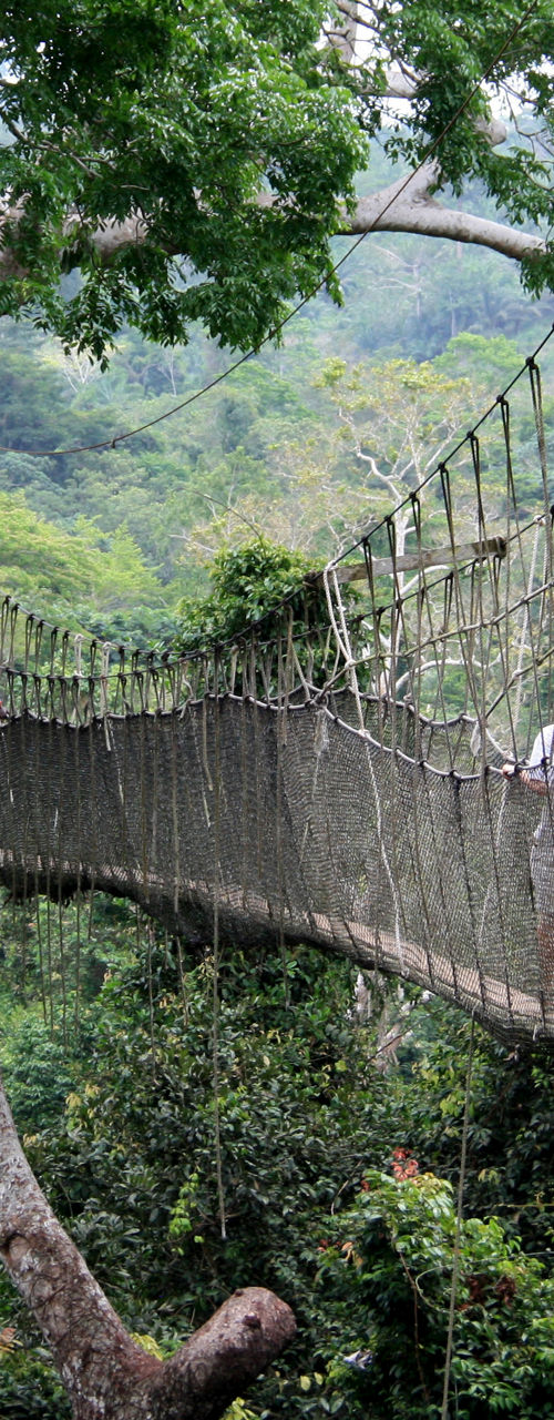 Canopy Walkway in Lush Tropical Forest