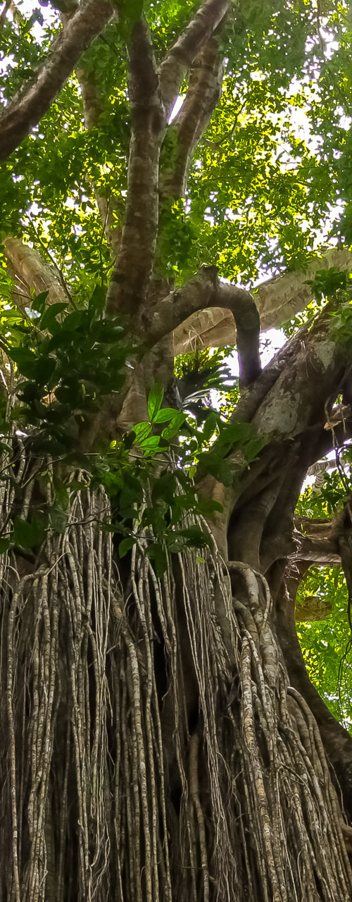 Majestic Banyan Tree in Sunlit Forest