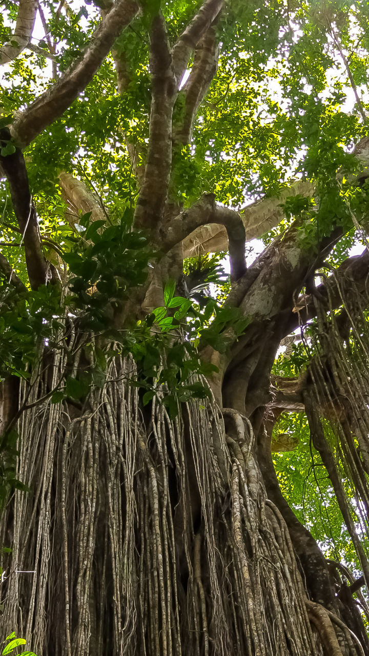 Rainforest Exploration