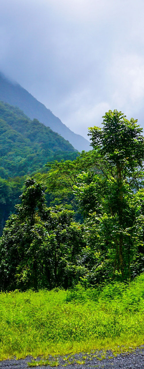 Lush Mountain Valley Road Under Cloudy Sky