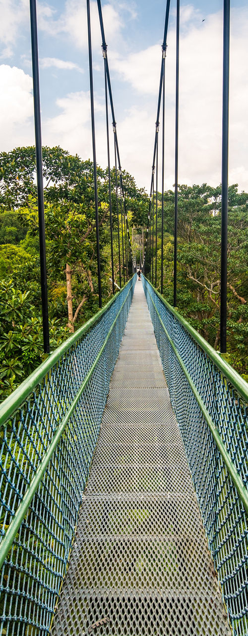 Suspension Bridge in Lush Green Forest