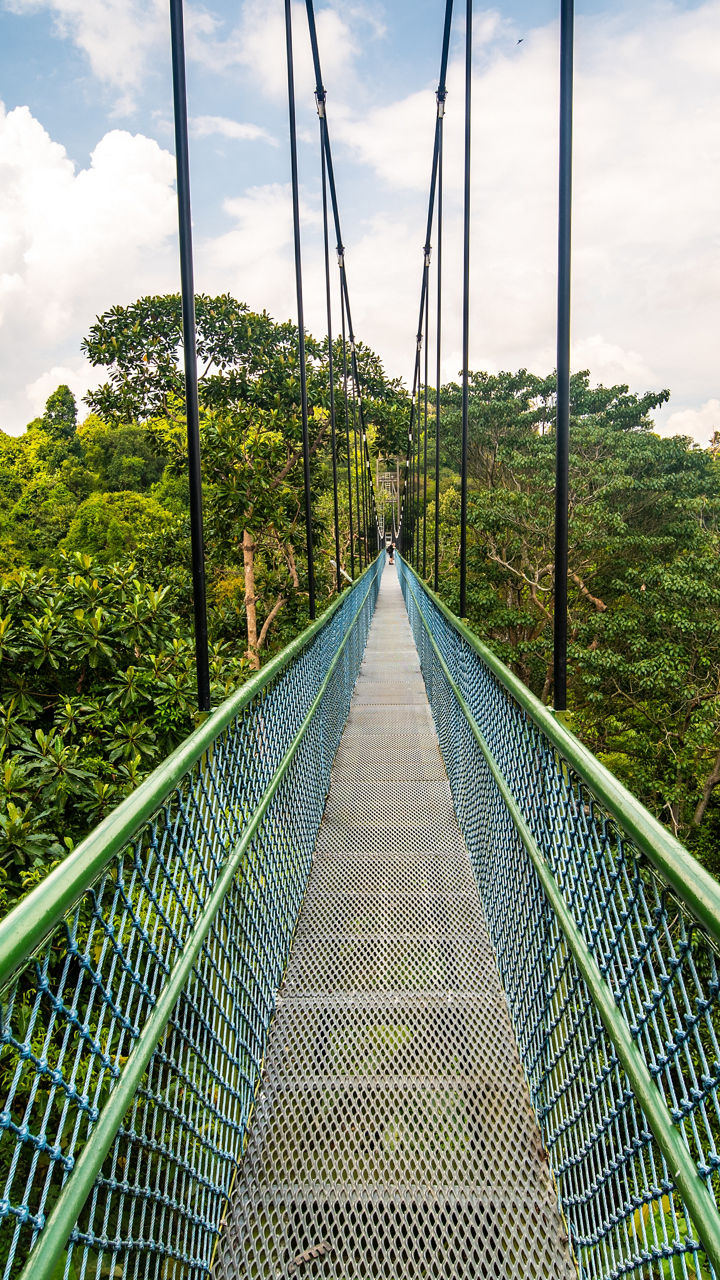 MacRitchie TreeTop Walk