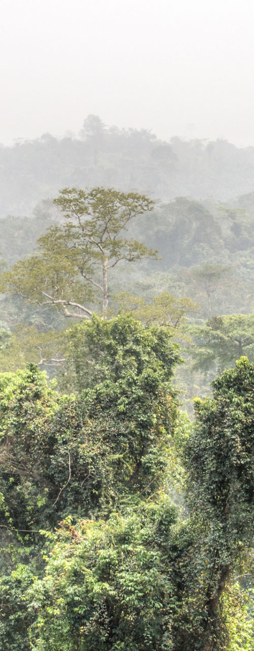 Lush tropical rainforest with misty horizon