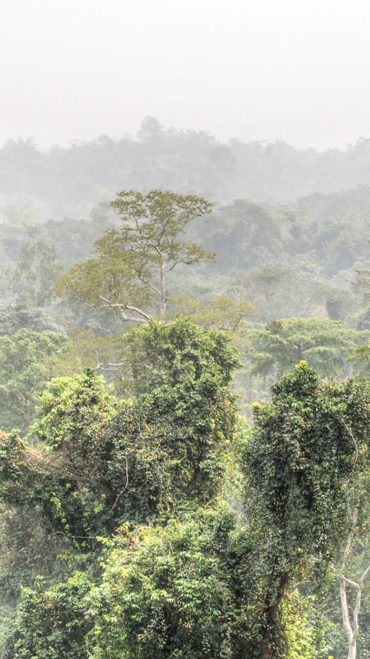 Colonial Heritage & Kakum National Park
