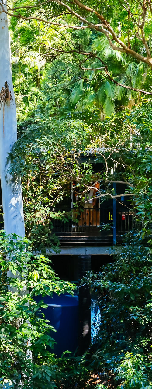 Modern house hidden in lush forest