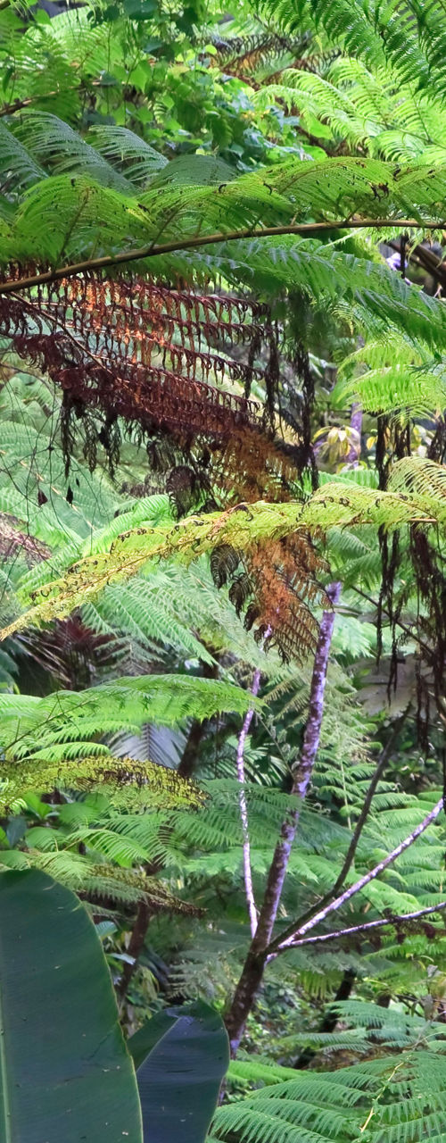 Lush tropical rainforest with vibrant greenery