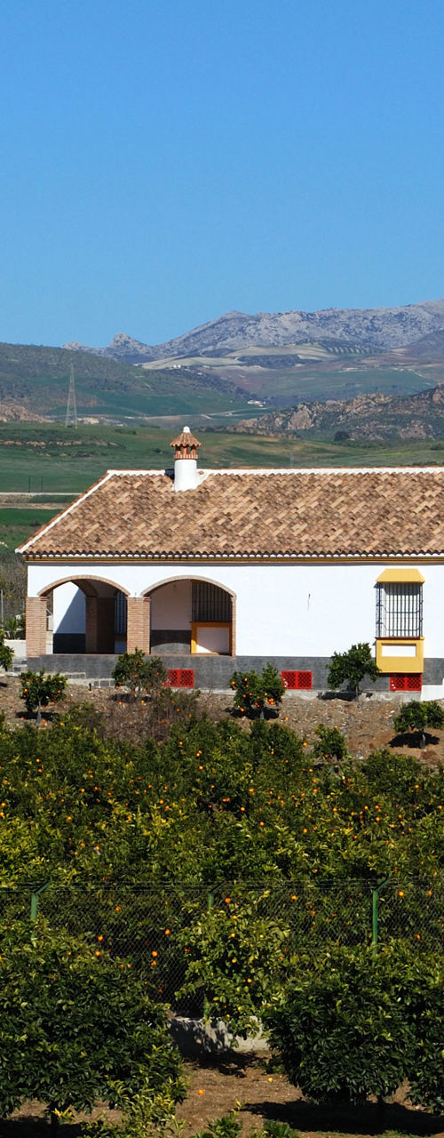 Rural farmhouse surrounded by citrus orchard