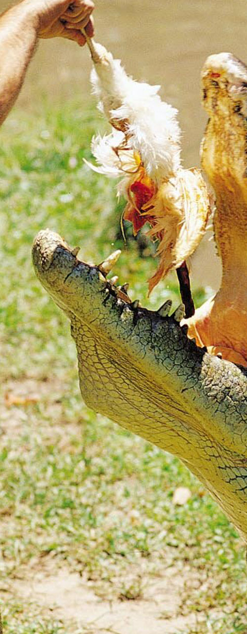Man feeding large crocodile near water