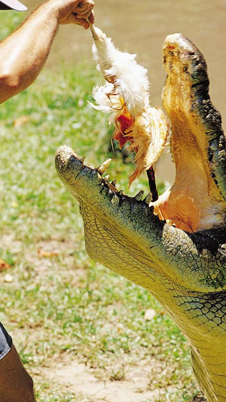 Crocodile Country